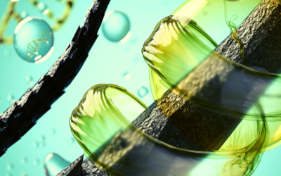 What are the Benefits of Utilizing Avocado Oil on Hair?